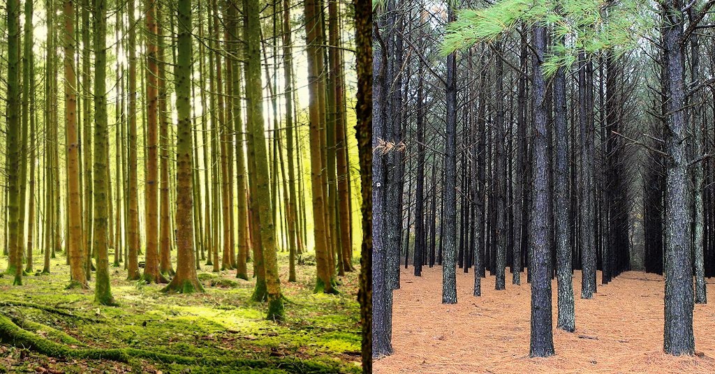 Natural growing trees, and trees plated in straight lines.