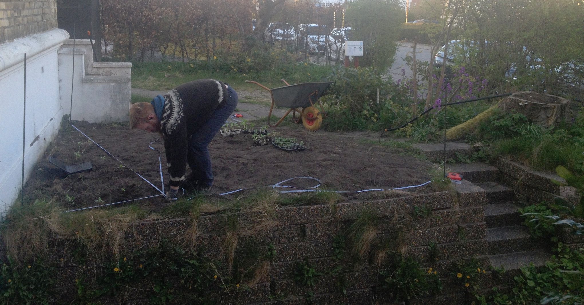 The author planting sunflowers in the bed.