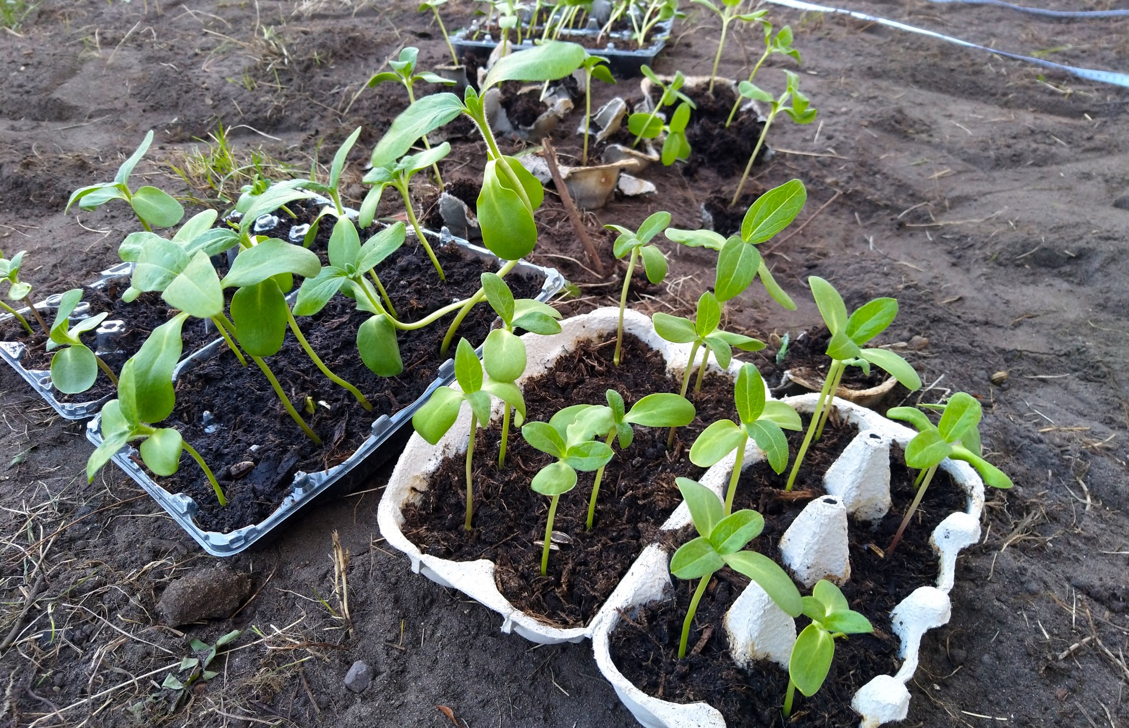 Sunflowers growing in egg containers.